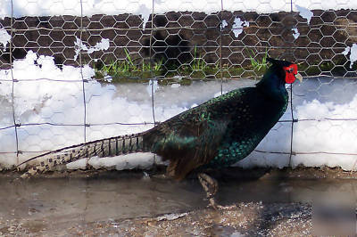 5 + ea melanistic mutant & alaskan snow pheasant eggs